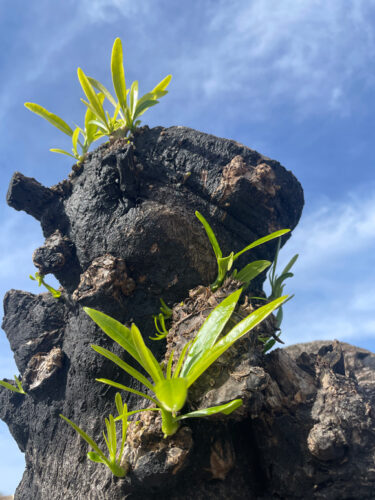 Send your best photos from Maui County to mauiphotos@mauinews.com for a chance to see them featured on our website and in our weekly print edition.  